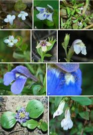 Image result for Stemodiopsis