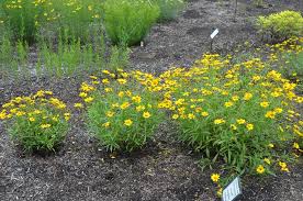 Image result for Coreopsis lanceolata