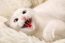Many factors contribute to the risk of infection from an animal bite, including the type of wound inflicted, the location of the wound. Cat Bites Pose Risk Of Infection As 1 In 3 Patients Bitten Hospitalized Teeth Inject Bacteria Into Joints Tissue