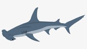 Transparent Hammerhead Shark Png Squaliformes Png Download Transparent Png Image Pngitem Silhouette of shark, shark fin soup silhouette hammerhead shark great hammerhead, sharks, marine mammal, animals, monochrome png. transparent hammerhead shark png