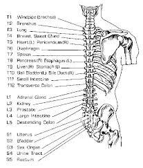 Spine Acupressure Points Acupuncture Acupuncture Benefits