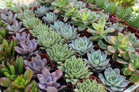 So balance well all watering, pruning, fertilizing and nutrition. How Often To Water Succulents In Winter Dummer Garden Manage Gfinger Is The Best Garden Manage App