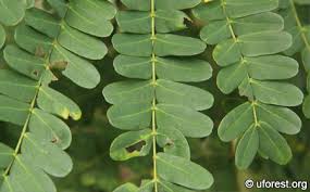 Image result for Limeum pterocarpum