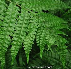 Image result for Tectaria gemmifera