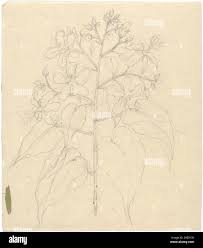 Image result for Abutilon longicuspe