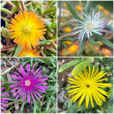 Image result for Rytigynia kigeziensis