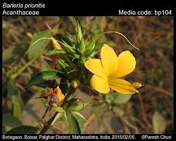 Image result for Barleria randii