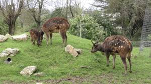 We did not find results for: Visayan Spotted Deer At Newquay Zoo 20th March 2017 Youtube
