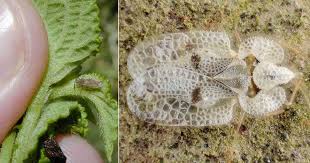 If your azalea shrub is already infested with these azalea leaf pests, you can try one of two methods for getting rid of them. Lace Bug What Are Lace Bugs How To Control Them