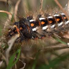 Hemorrhoids an extremely common problem you can treat at you home. Browntail Moth Infestation And Rash Get The Facts Now