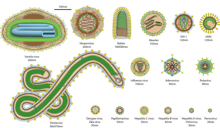 Image result for dangerous viruses"