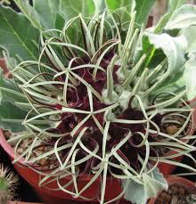 Image result for Brachystelma