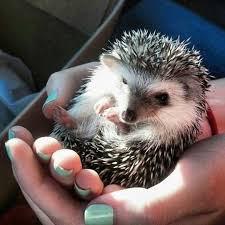 What A G O R G E O U S Handful Hedgehog Pet Super Cute Animals Cute Creatures
