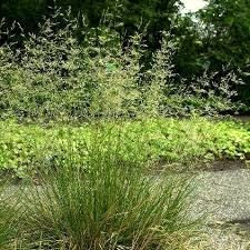 Луговик дернистый / щучка голдшлайер. Waldschmiele Deschampsia Cespitosa Pflanzen Blumen Shop 99roots Com