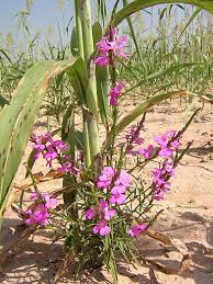 Image result for Striga