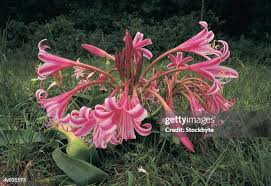 Image result for Crinum buphanoides