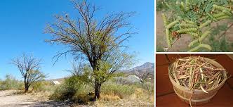 1) coffee grows on trees. Get An Unlimited Supply Of Beans Growing This Tree Ask A Prepper