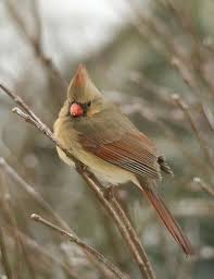 Brown Birds That Look Like Cardinals Female Cardinal Feb 22 With Images Cardinal Birds Nature Birds Animals