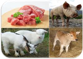 Maybe you would like to learn more about one of these? Gli Animali Da Macello Carni Bianche O Rosate Germoglioverde