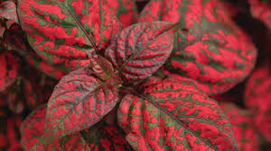 Image result for Hypoestes