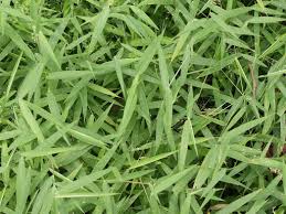 Image result for Eragrostis phyllacantha