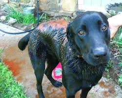 Check out my article on the best pet urine cleaning products if you need help permanently removing those stains. De Skunking Best Ways To Get Rid Of Skunk Odor Pethelpful