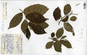 Image result for Antidesma membranaceum