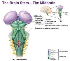 In this lab exercise, you will study the brainstem cranial nerve nuclei and review the blood supply of the brainstem. Pin On Anatomy