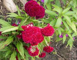 Celosia Argentea Iplantz