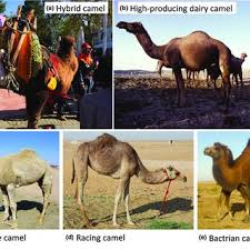 Dromedaries easily outnumber bactrian camels. Pdf Old World Camels In A Modern World A Balancing Act Between Conservation And Genetic Improvement