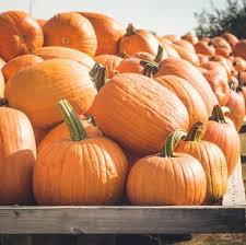 It's easy and economical to make at home. 15 Fun Pumpkin Facts Weird Information Trivia About Pumpkins