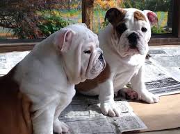 If you do not see the color of your dog listed, please mail in your application with a photograph of your dog or email colors@akc.org for assistance. Beautiful Akc English Bulldog Puppies For Sale In Manchester Tennessee Classified Americanlisted Com