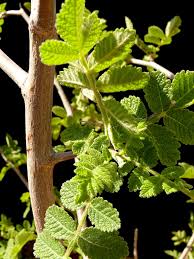 Image result for Burseraceae