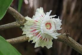 Image result for Napoleonaea gossweileri