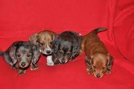 Mini dachshund puppies for sale. Akc Miniature Dachshund Puppies Rare Piebald For Sale In Saint Johns Michigan Classified Americanlisted Com