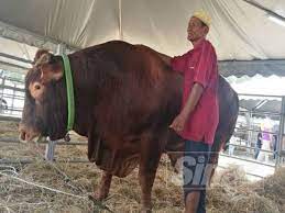 Banyak hidangan tradisi yang masih kekal hingga ke hari. Tak Sanggup Jual Lembu Sado Walau Ditawar Rm22 000