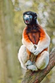 Sifakas Amazing Animal Weird Animals Funny Animal Pictures Unusual Animals