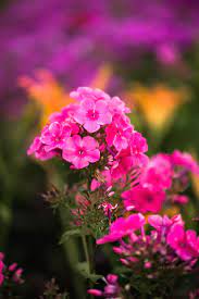 Fragrant Phlox Beautiful Flowers Wallpapers Beautiful Flowers Cottage Garden