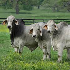 Is a brahman cattle ranch located in wharton county, home to brahmans of distinction like noble and boom shaka laka. Sales Kallion Farms