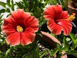 Hibiscus Flower Hibiscus Indoor Flower Hibiscus Flower Drawing Hibiscus Plant Indoor Flowers