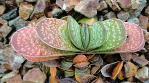 This is one of the succulents that propagate by shooting out babies, resulting in significant clusters if allowed to continue. Gasteria Plant Care Learn How To Care For Gasteria Succulent Plants