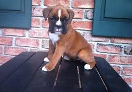 So rather than buying a dog or puppy for sale from a dog breeder or buying a cat or kitten for sale from a cat breeder. Boxer Dog Shipping Rates Services