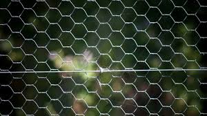 It has a rating of 4.6 with 134 reviews. Does Chicken Wire Keep Squirrels Out Of Gardens Pest Samurai