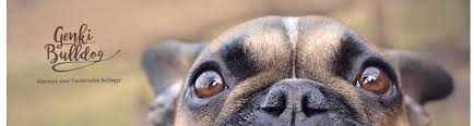 Bedenken sie bei der namenswahl, dass der hund nicht immer ein niedlicher welpe sein wird und der name auch später zum ausgewachsenen hund passen sollte. Hundeblog Genki Bulldog Anleitung Hundemantel Selbst Nahenhundeblog Genki Bulldog Abenteuer Einer Franzosischen Bulldogge