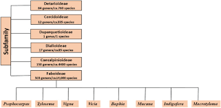 Image result for Psophocarpus lancifolius