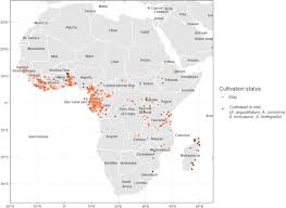 Image result for Aframomum polyanthum