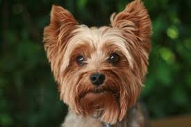 Seinen ursprung hat der der yorkshire terrier ist eine mischung aus verschiedenen rassen, unter anderem malteser und. Yorkshire Terrier Charakter Haltung Pflege Digidogs
