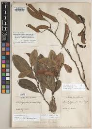 Image result for Uvariastrum germainii