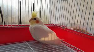 Petstopkc.Com, Pet Store, Pet Shop,Cockatiel