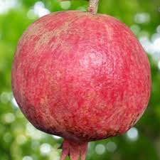 Image result for Punica granatum